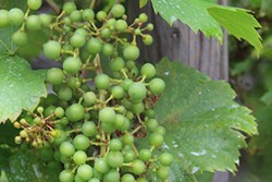 Wein